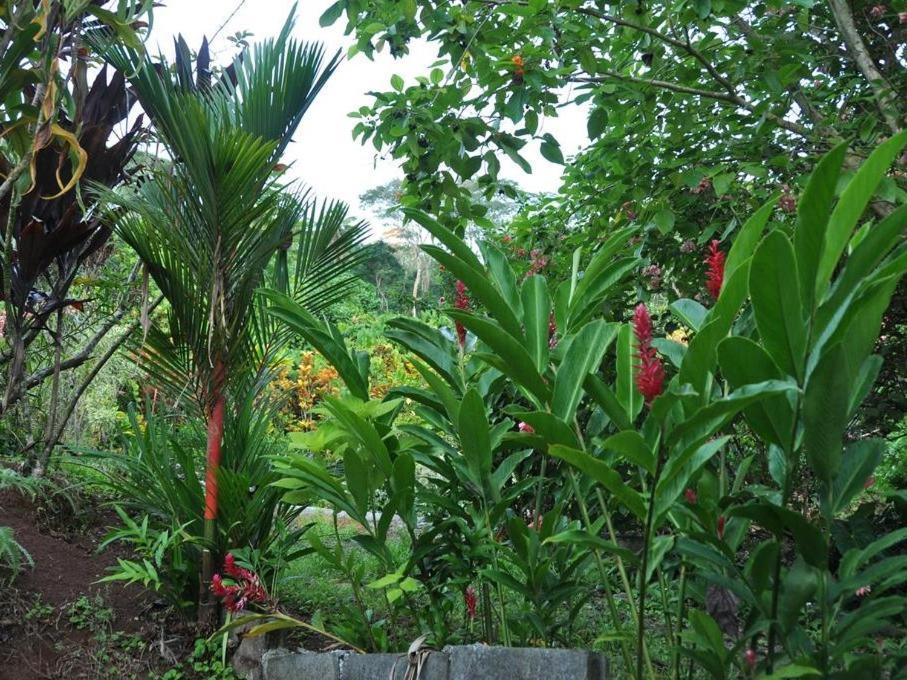 Villa Pension Temaeva à Opoa Extérieur photo